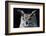 Great horned owl portrait-Charles Bowman-Framed Photographic Print