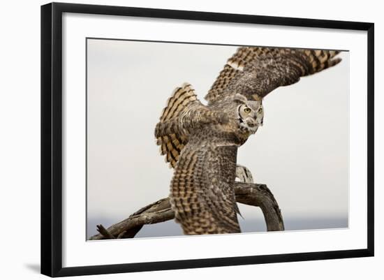 Great Horned Owl, Sonora Desert , Tucson, Arizona, Usa-Chuck Haney-Framed Photographic Print