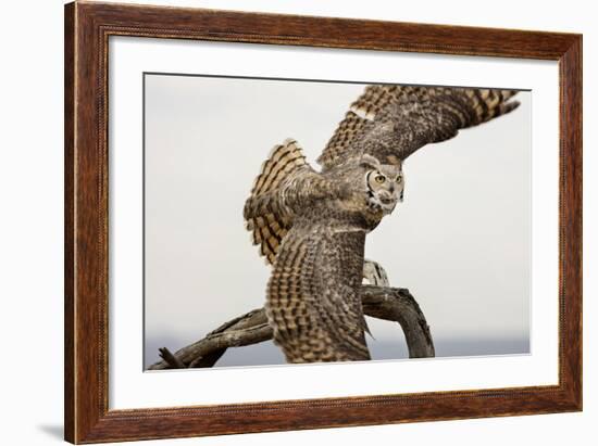 Great Horned Owl, Sonora Desert , Tucson, Arizona, Usa-Chuck Haney-Framed Photographic Print