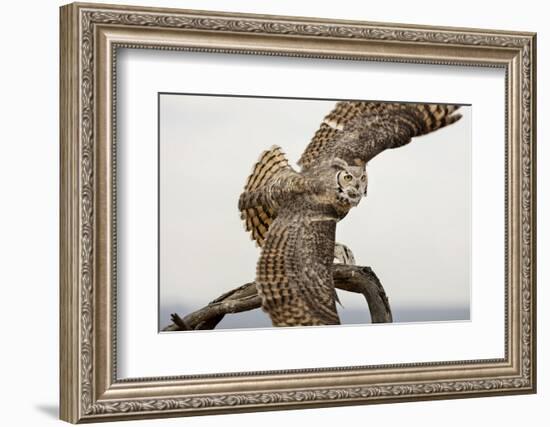 Great Horned Owl, Sonora Desert , Tucson, Arizona, Usa-Chuck Haney-Framed Photographic Print