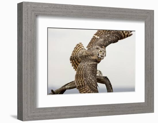 Great Horned Owl, Sonora Desert , Tucson, Arizona, Usa-Chuck Haney-Framed Photographic Print