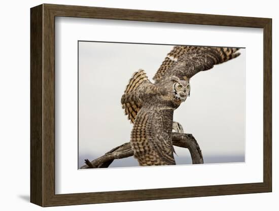 Great Horned Owl, Sonora Desert , Tucson, Arizona, Usa-Chuck Haney-Framed Photographic Print