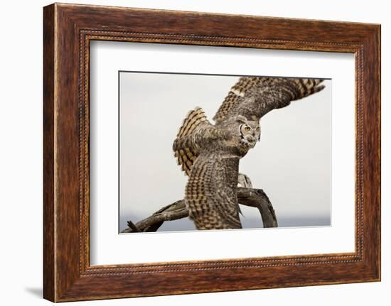 Great Horned Owl, Sonora Desert , Tucson, Arizona, Usa-Chuck Haney-Framed Photographic Print