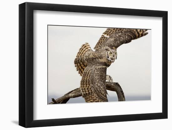 Great Horned Owl, Sonora Desert , Tucson, Arizona, Usa-Chuck Haney-Framed Photographic Print