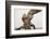 Great Horned Owl, Sonora Desert , Tucson, Arizona, Usa-Chuck Haney-Framed Photographic Print