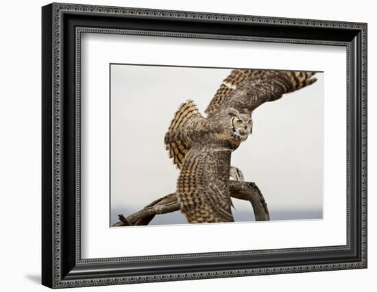 Great Horned Owl, Sonora Desert , Tucson, Arizona, Usa-Chuck Haney-Framed Photographic Print