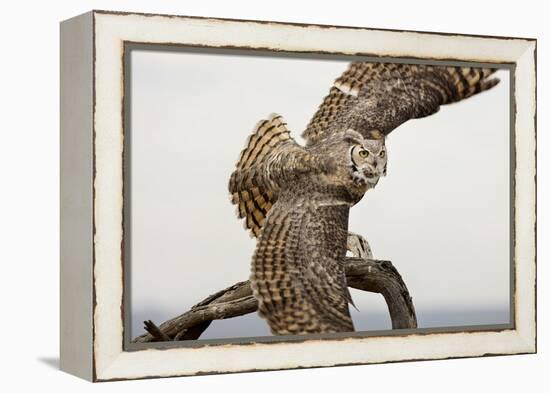 Great Horned Owl, Sonora Desert , Tucson, Arizona, Usa-Chuck Haney-Framed Premier Image Canvas