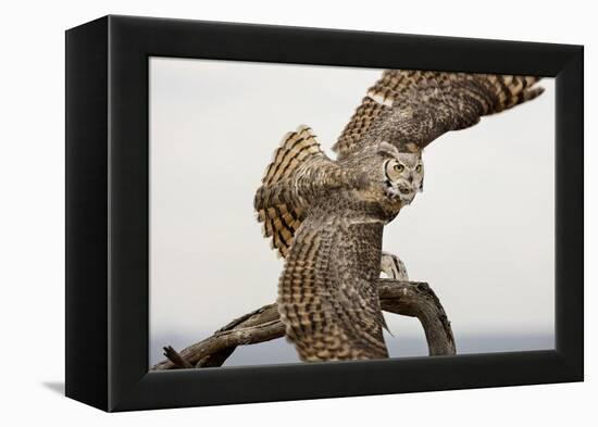 Great Horned Owl, Sonora Desert , Tucson, Arizona, Usa-Chuck Haney-Framed Premier Image Canvas