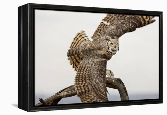 Great Horned Owl, Sonora Desert , Tucson, Arizona, Usa-Chuck Haney-Framed Premier Image Canvas