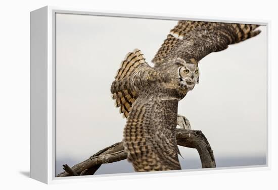 Great Horned Owl, Sonora Desert , Tucson, Arizona, Usa-Chuck Haney-Framed Premier Image Canvas