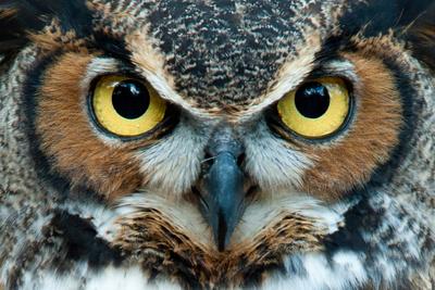 'Great Horned Owl Staring with Golden Eyes' Photographic Print ...