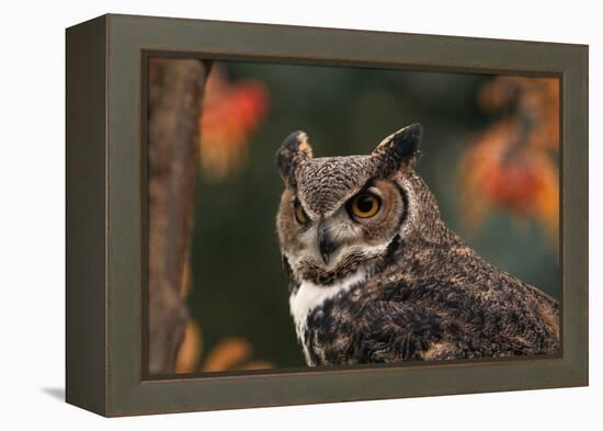 Great Horned Owl with Blurred Autumn Foliage-W^ Perry Conway-Framed Premier Image Canvas