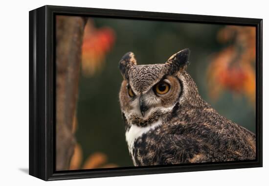 Great Horned Owl with Blurred Autumn Foliage-W^ Perry Conway-Framed Premier Image Canvas