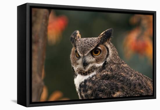 Great Horned Owl with Blurred Autumn Foliage-W^ Perry Conway-Framed Premier Image Canvas