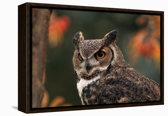 Great Horned Owl with Blurred Autumn Foliage-W^ Perry Conway-Framed Premier Image Canvas