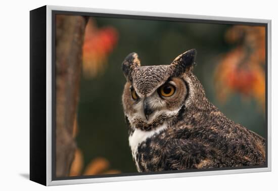 Great Horned Owl with Blurred Autumn Foliage-W^ Perry Conway-Framed Premier Image Canvas