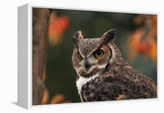 Great Horned Owl with Blurred Autumn Foliage-W^ Perry Conway-Framed Premier Image Canvas