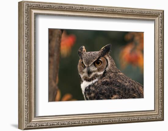 Great Horned Owl with Blurred Autumn Foliage-W^ Perry Conway-Framed Photographic Print