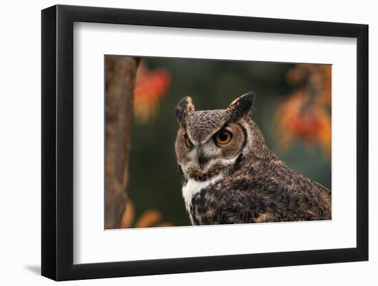 Great Horned Owl with Blurred Autumn Foliage-W^ Perry Conway-Framed Photographic Print