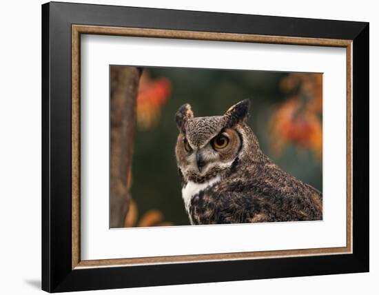 Great Horned Owl with Blurred Autumn Foliage-W^ Perry Conway-Framed Photographic Print