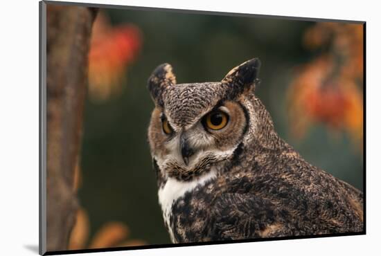 Great Horned Owl with Blurred Autumn Foliage-W^ Perry Conway-Mounted Photographic Print