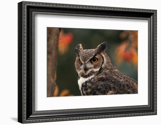 Great Horned Owl with Blurred Autumn Foliage-W^ Perry Conway-Framed Photographic Print