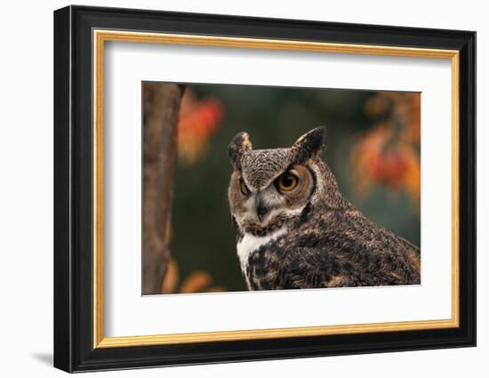 Great Horned Owl with Blurred Autumn Foliage-W^ Perry Conway-Framed Photographic Print