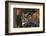 Great Horned Owl with Blurred Autumn Foliage-W^ Perry Conway-Framed Photographic Print