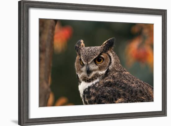 Great Horned Owl with Blurred Autumn Foliage-W^ Perry Conway-Framed Photographic Print