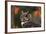 Great Horned Owl with Blurred Autumn Foliage-W^ Perry Conway-Framed Photographic Print