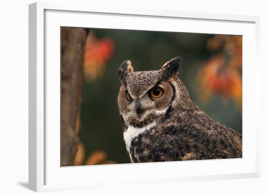 Great Horned Owl with Blurred Autumn Foliage-W^ Perry Conway-Framed Photographic Print