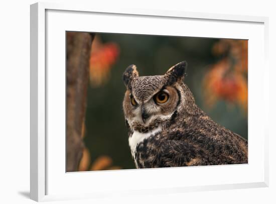 Great Horned Owl with Blurred Autumn Foliage-W^ Perry Conway-Framed Photographic Print