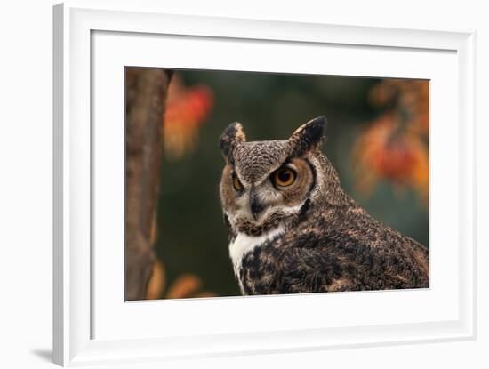 Great Horned Owl with Blurred Autumn Foliage-W^ Perry Conway-Framed Photographic Print