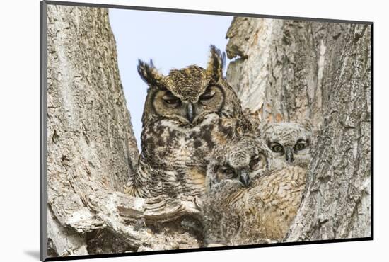 Great horned owl with fledglings, Malheur National Wildlife Refuge, Oregon.-William Sutton-Mounted Photographic Print