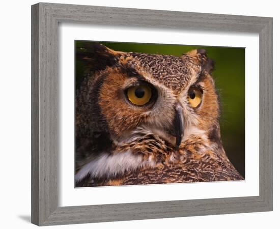 Great Horned Owl-Adam Jones-Framed Photographic Print