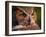 Great Horned Owl-Adam Jones-Framed Photographic Print