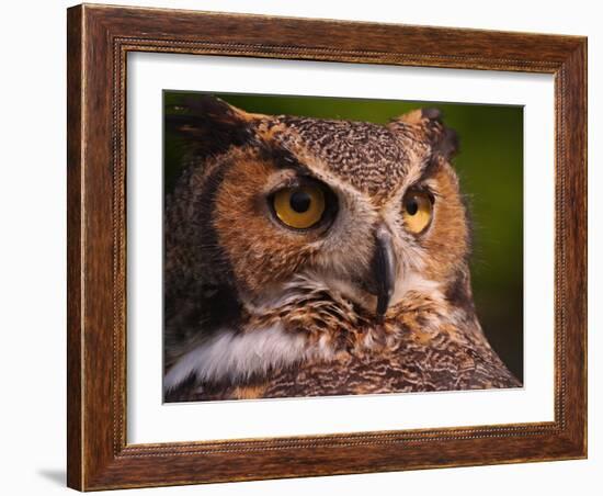 Great Horned Owl-Adam Jones-Framed Photographic Print