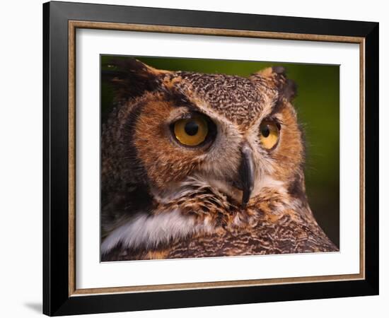 Great Horned Owl-Adam Jones-Framed Photographic Print