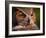 Great Horned Owl-Adam Jones-Framed Photographic Print