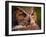 Great Horned Owl-Adam Jones-Framed Photographic Print