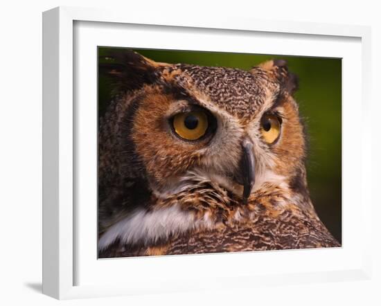 Great Horned Owl-Adam Jones-Framed Photographic Print