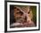 Great Horned Owl-Adam Jones-Framed Photographic Print
