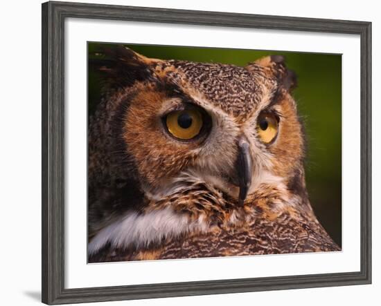 Great Horned Owl-Adam Jones-Framed Photographic Print