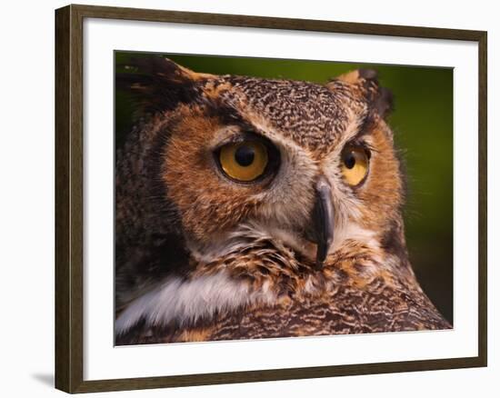 Great Horned Owl-Adam Jones-Framed Photographic Print