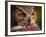 Great Horned Owl-Adam Jones-Framed Photographic Print