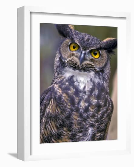 Great Horned Owl-Janis Miglavs-Framed Photographic Print