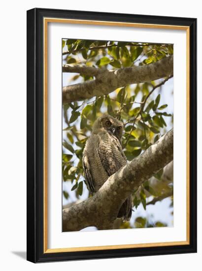 Great Horned Owl-Joe McDonald-Framed Photographic Print
