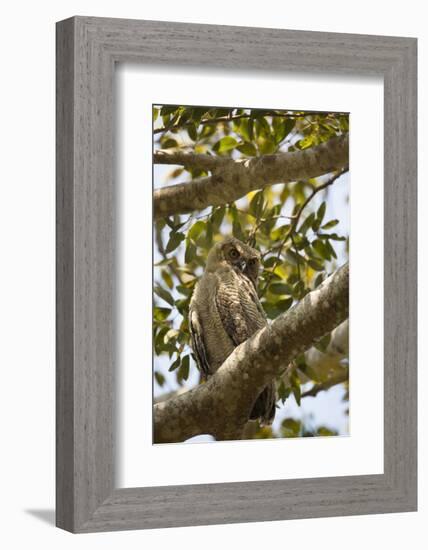 Great Horned Owl-Joe McDonald-Framed Photographic Print