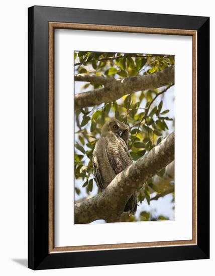 Great Horned Owl-Joe McDonald-Framed Photographic Print