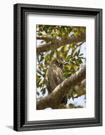 Great Horned Owl-Joe McDonald-Framed Photographic Print